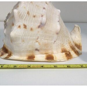 Queen horned Conch (?) Sea Shell